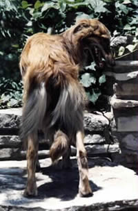 Windhound Hindquarters