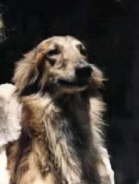 Windhound Head