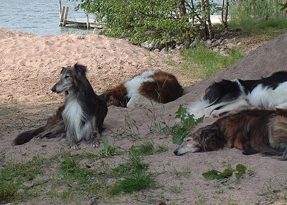 The sand is cool, all dogs digged their own holes